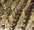 Matchbox American Infantry #4: 104 Rekruten angetreten