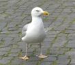 Do or Dice: Alles, was du wissen musst