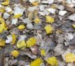 Herbstspaziergang: taugt der Dreifarb-Tarnanstrich wirklich?