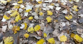 Herbstspaziergang: taugt der Dreifarb-Tarnanstrich wirklich?