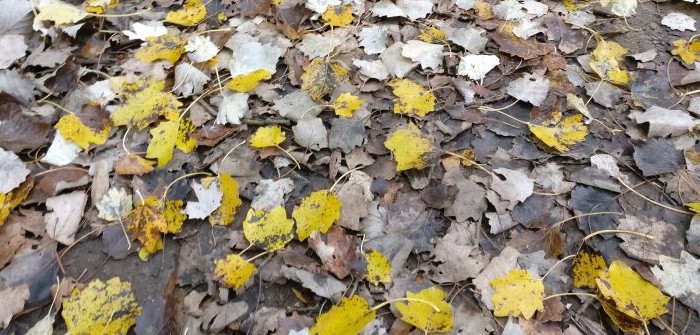 Herbstspaziergang: taugt der Dreifarb-Tarnanstrich wirklich?