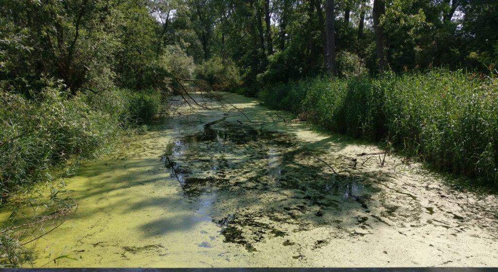 Die Wasseroberfläche ist einheitlich mit Wasserlinsen in einem sehr hellen Grünton bedeckt. Die Wasserlinsen haben unterschiedliche Größe und bedecken die Oberfläche des Sumpfgewässers fast vollständig.