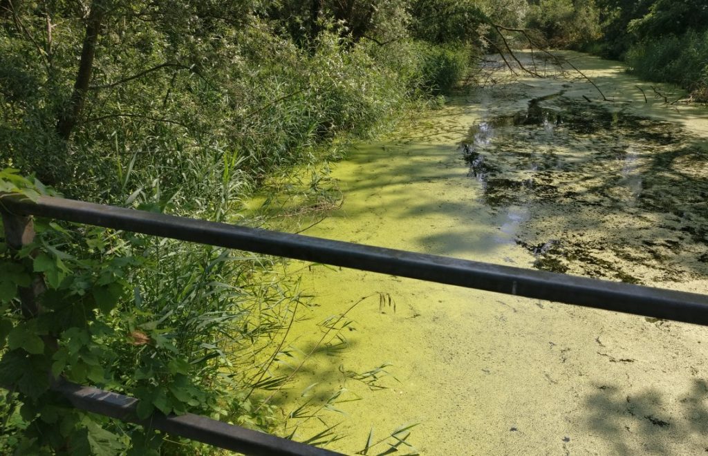 Je nach Einfall des Sonnenlichts wird das Grün sogar ein leuchtendes Gelbgrün. Okay, die Sommersonne knallte Sonntag mittag auch mächtig auf Rheinhessen nieder.