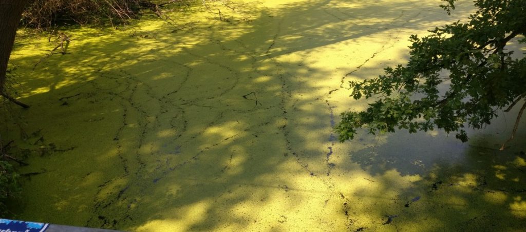 Eigentlich ist es eine geschlossene Fläche von Wasserlinsen, die ab und an von einer "Enten"-spur aufgetrennt wird.