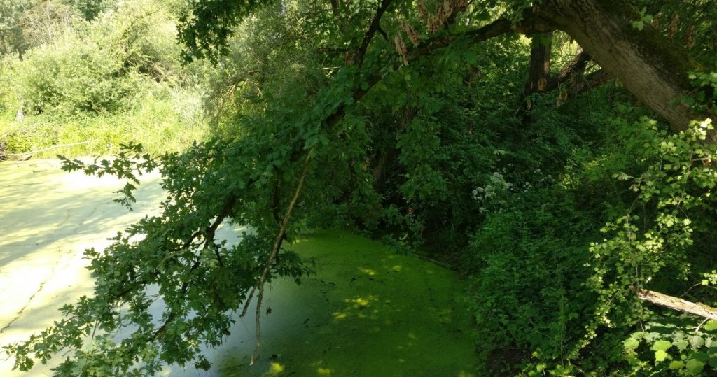 Die bis fast aufs Wasser hernieder ragenden Bäume könnten auch eine Herausforderung werden.