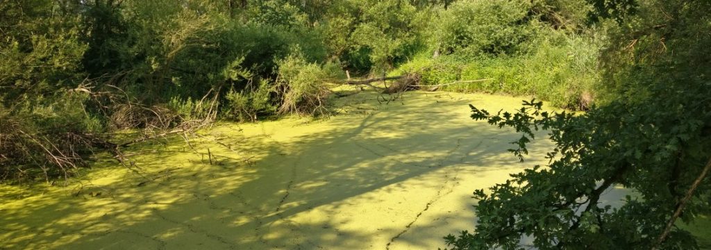 Und natürlich liegen auch ein paar Bäume im morastigen Wasser und recken ein paar Äste aus dem Wasser dem Himmel entgegen.