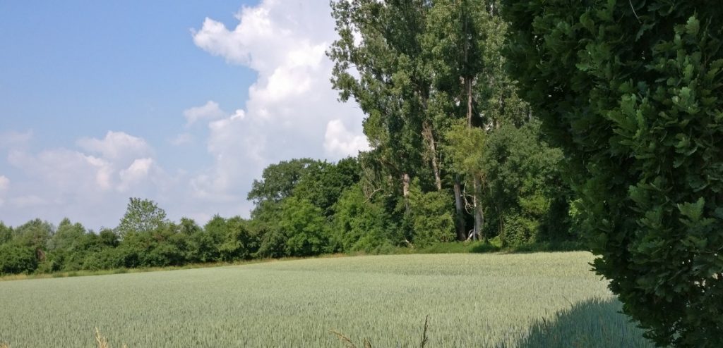 Freiflächen, die von dichten Bäumen umstanden sind. Der Boden stets dicht bewachsen  - nicht gerade mit Getreide wie hier, schließlich war die Gegend der Polesischen Sümpfe (ob der in sumpfigen Tälern langsam dahinfließenden Zuflüsse) mehr der Holzwirtschaft zugetan, denn der Landwirtschaft.