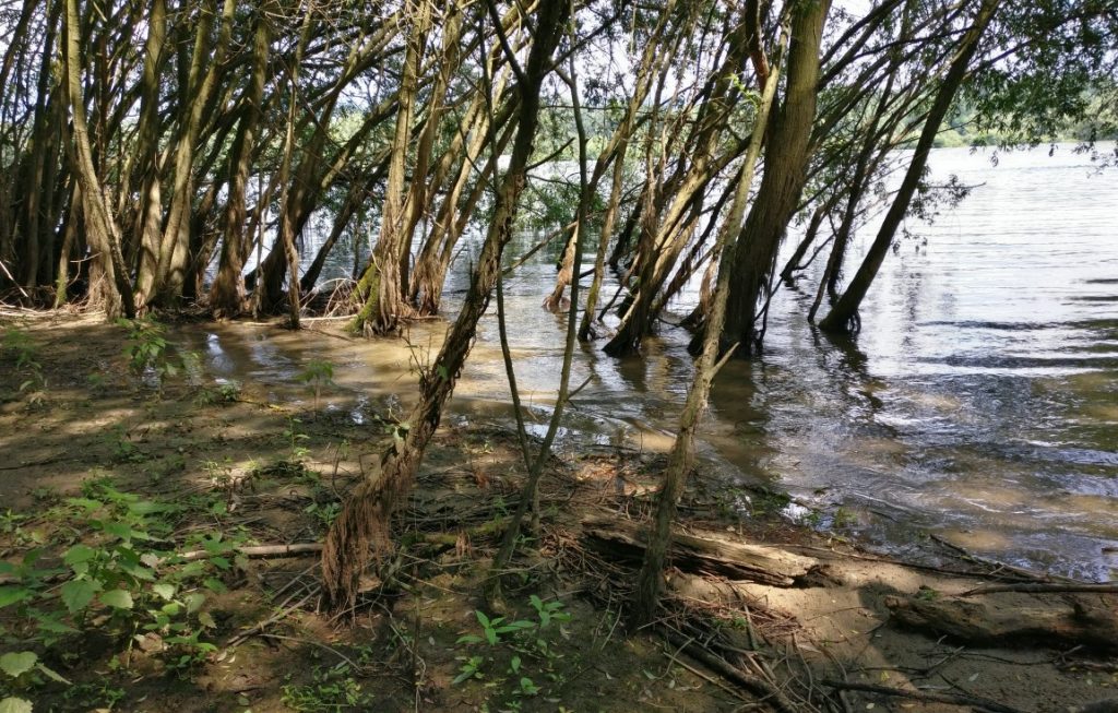 Ein Bereich, den ich schon lange im Hinterkopf habe, das sind überflutete Partien, aus denen Bäume ihre Stämme und Blattwerk aus dem Wasser nach oben strecken - die Füße weiterhin fleißig im kühlen Wasser badend. Was man hier am Rhein nicht sieht, was ich aber im Spreewald flächendeckend erblickt habe, das ist Schilf und langes Gras, das mit dem Fuß im Wasser spriest und wächst. Ich denke, sowas muss auch rein.