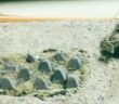 Neues aus Unikornien: Von Käfertal bis Nilkheim