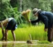 Paddy Fields von Charly Foxtrott