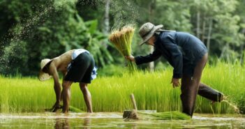 Paddy Fields von Charly Foxtrott