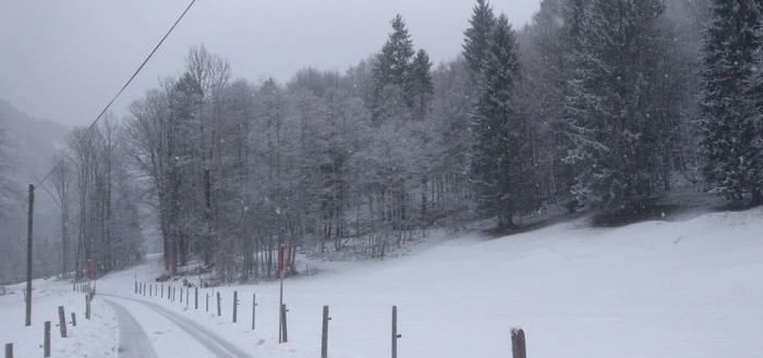 Laub und Nadelbäume gemischt.