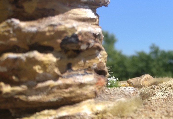 Kleiner Blütenbüschel am Felsen.