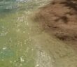 Fake-Island: von der Wiedergeburt einer fantastischen Insel