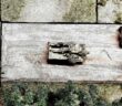 Das Panzer-Artillerie-Regiment 103: Hummeln im Angriff