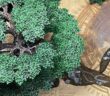 Awakened Wyldwood von Games Workshop: der Mark hat mal wieder eingekauft (Foto: Mark)