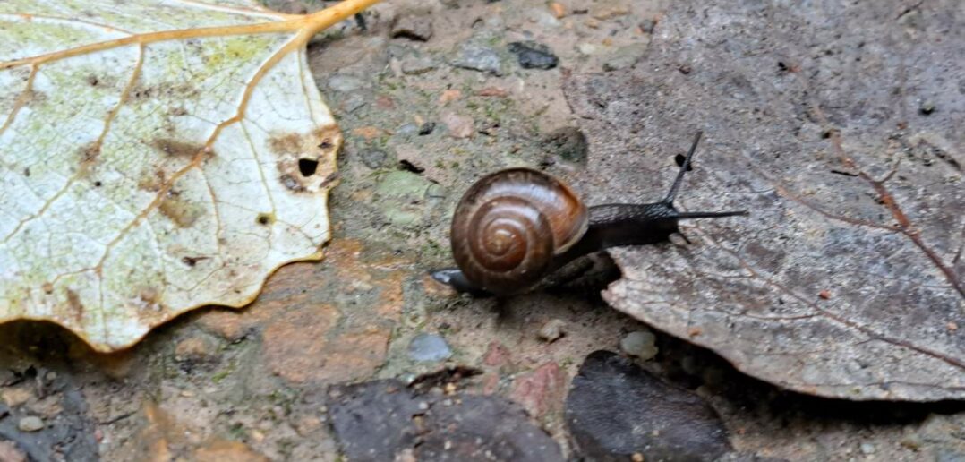 Inspiration Sumpf: Der Auenwald bei Heidenfahrt