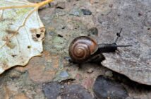 Inspiration Sumpf: Der Auenwald bei Heidenfahrt