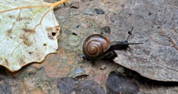 Inspiration Sumpf: Der Auenwald bei Heidenfahrt