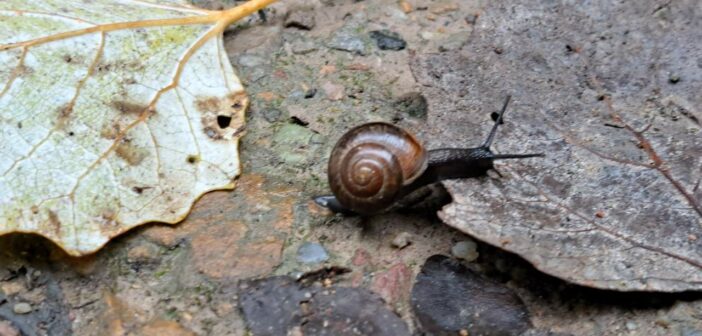 Inspiration Sumpf: Der Auenwald bei Heidenfahrt